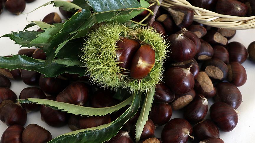 Aydın’da Sezonun Ilk Kestaneleri 550 Liradan Satıldı 1