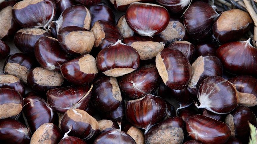 Aydın’da Sezonun Ilk Kestaneleri 550 Liradan Satıldı
