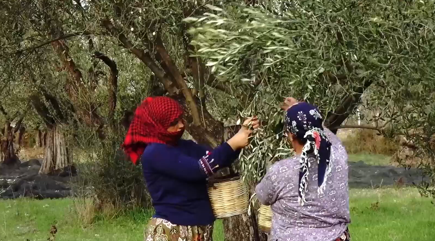 Ayvalık Ticaret Odası Başkanından Zeytinyağı Uyarısı 2025 10 23 152132