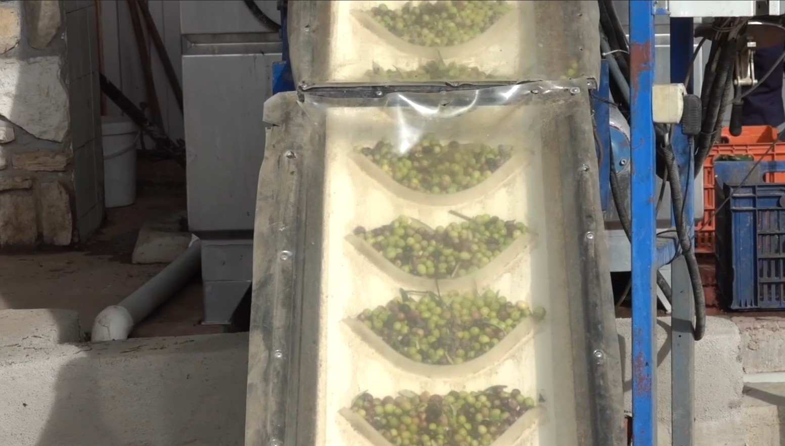 Balikesi̇r Edremit’te Zeytinyağı Festivali Rekor Katılımla Bitti 2