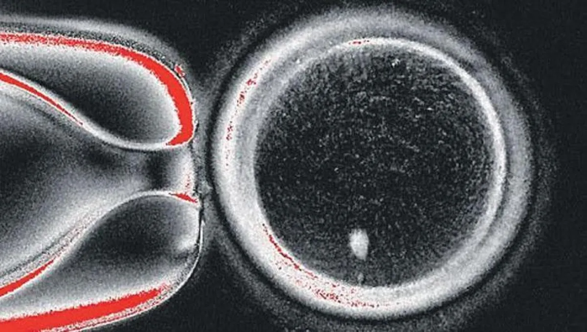Bilim Insanları Deri Hücresinden Embriyo Üretti1