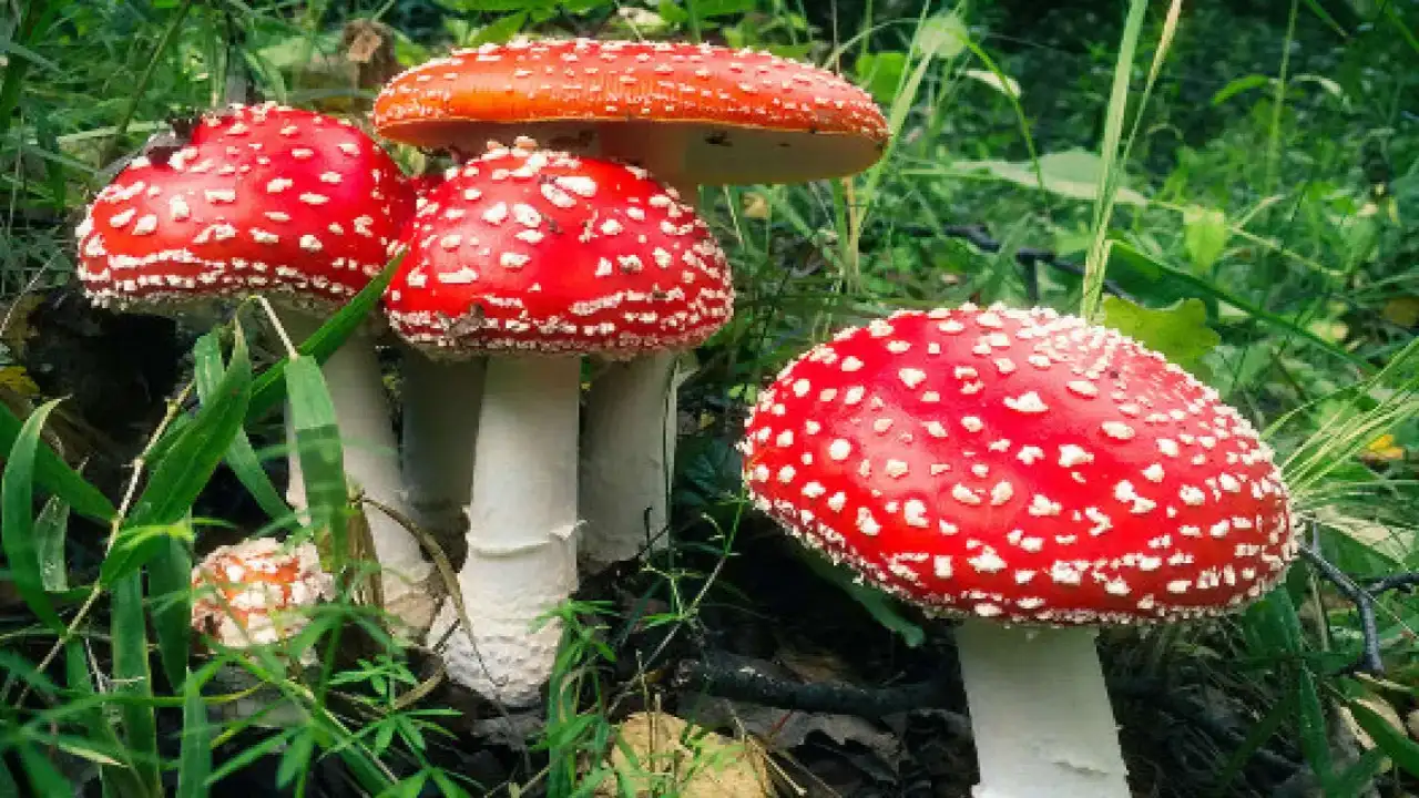 Bir Lokması Ölümcül Türkiye’nin Zehirli Mantar Türleri 1