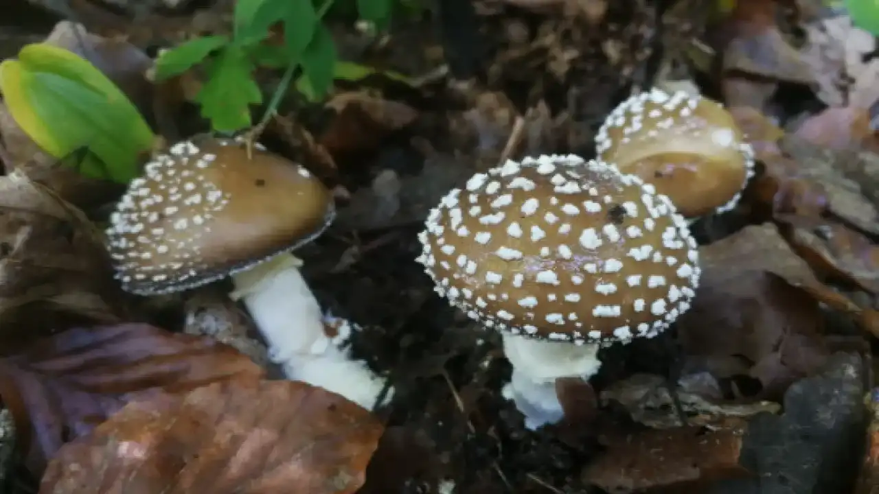 Bir Lokması Ölümcül Türkiye’nin Zehirli Mantar Türleri 2