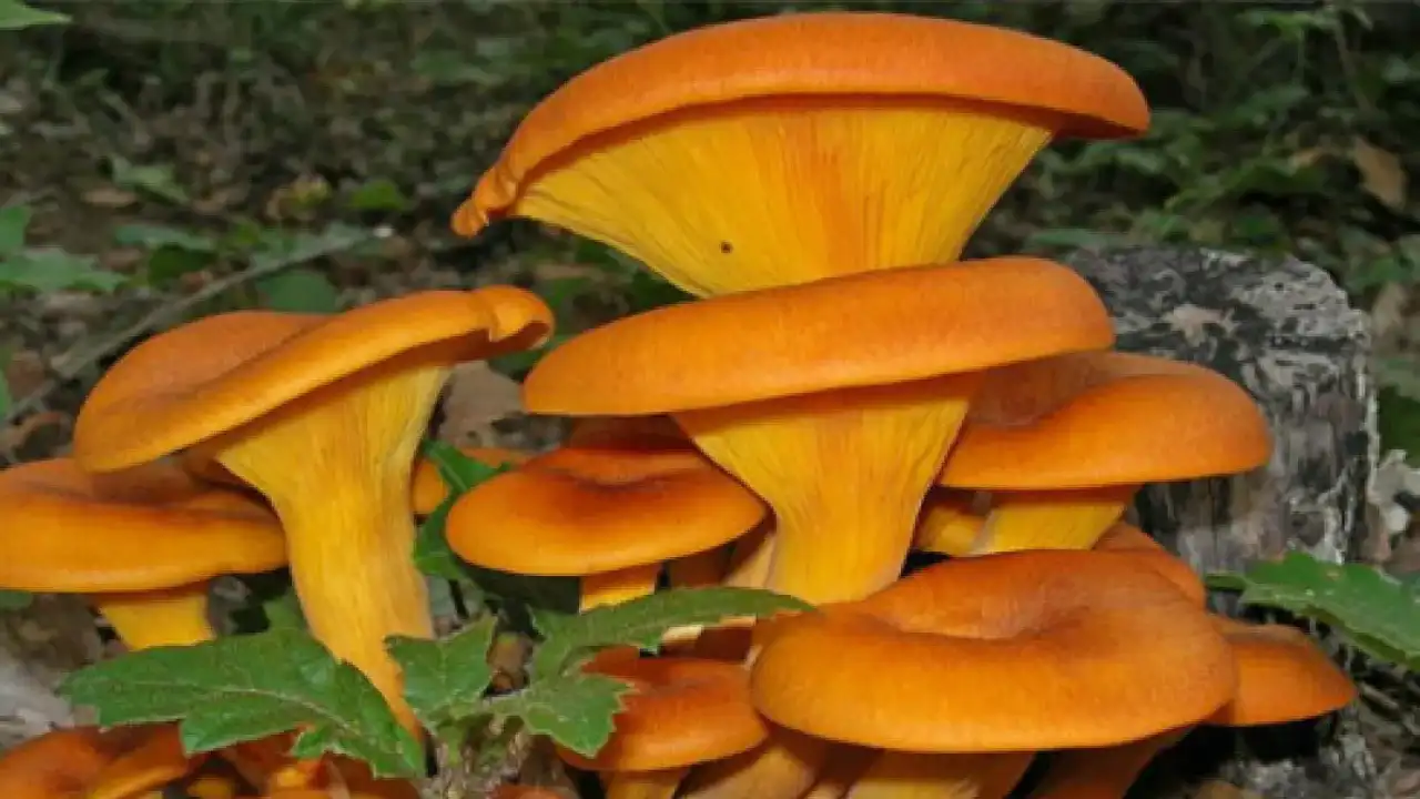 Bir Lokması Ölümcül Türkiye’nin Zehirli Mantar Türleri 3