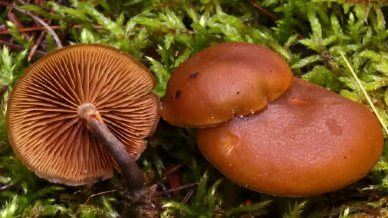 Bir Lokması Ölümcül Türkiye’nin Zehirli Mantar Türleri 4