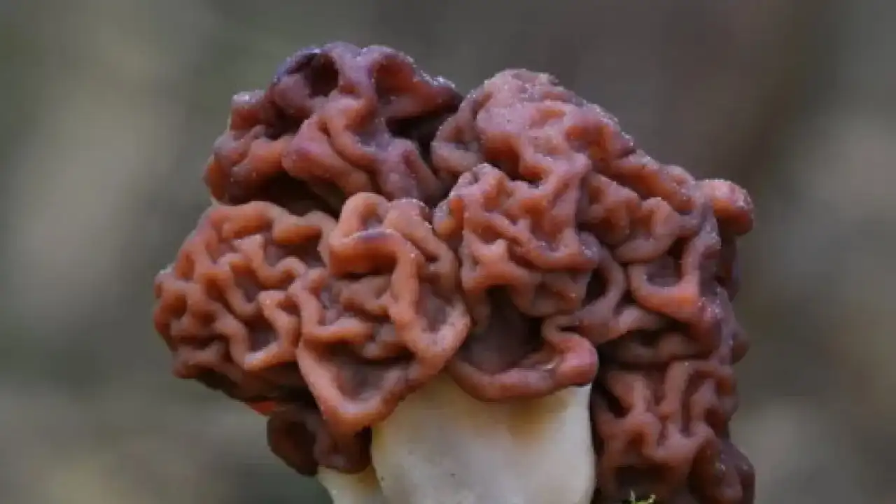 Bir Lokması Ölümcül Türkiye’nin Zehirli Mantar Türleri 5