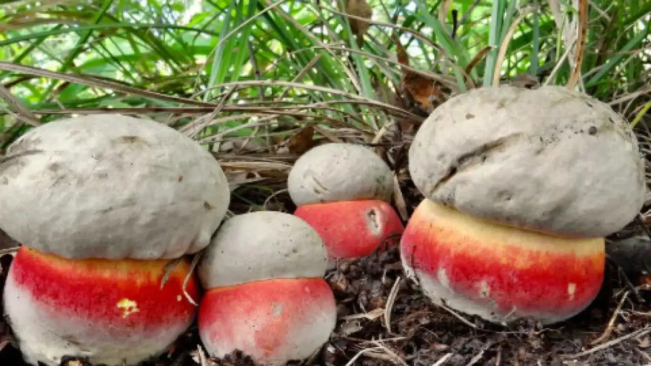 Bir Lokması Ölümcül Türkiye’nin Zehirli Mantar Türleri 6