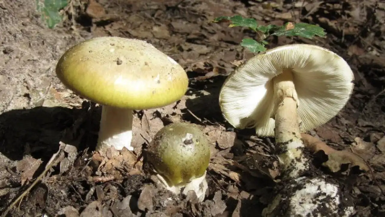 Bir Lokması Ölümcül Türkiye’nin Zehirli Mantar Türleri