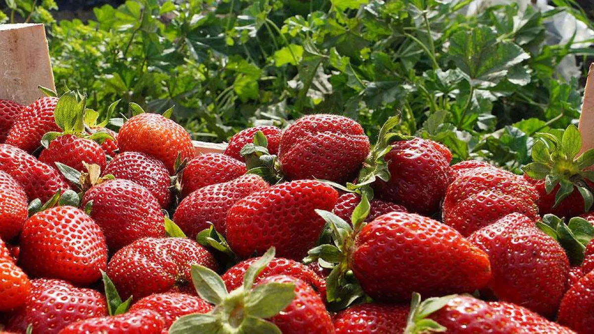 Bu 7 Meyveyi Mutlaka Tüketin Kalbin Yükü Hafifliyor1