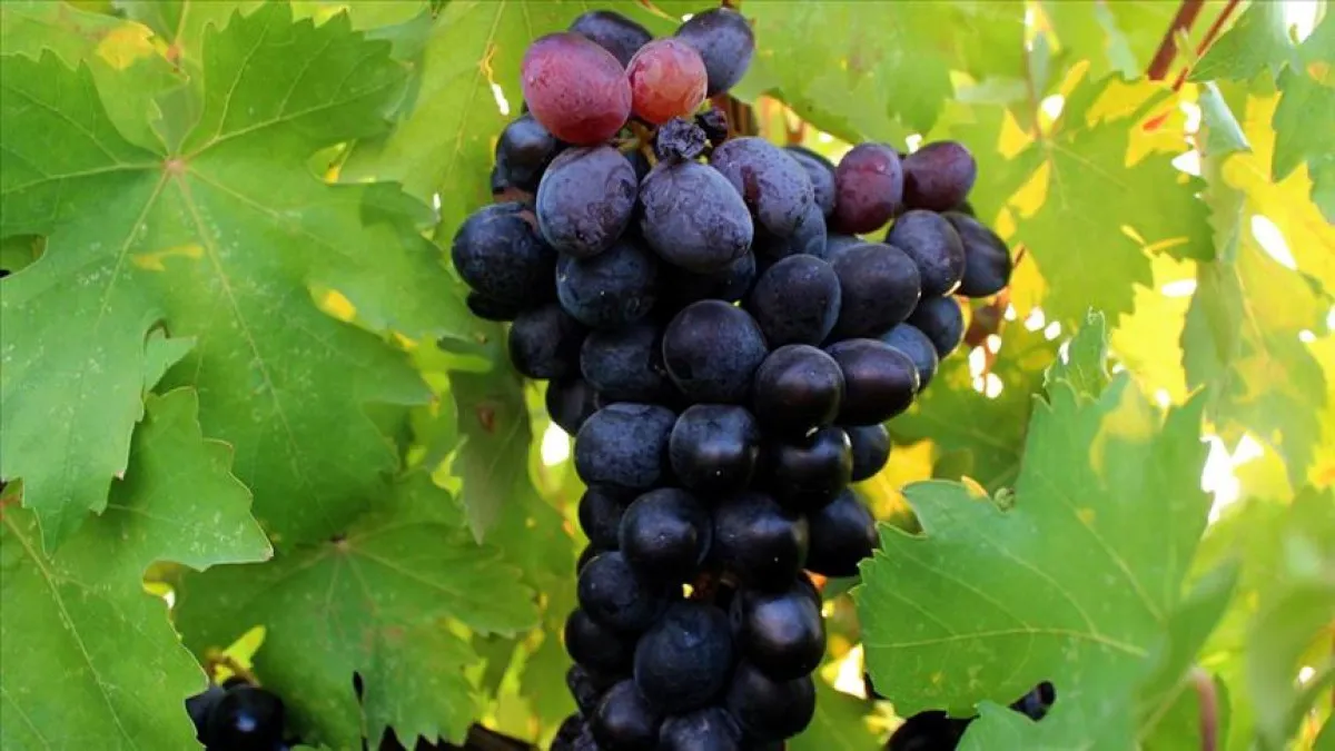 Bu 7 Meyveyi Mutlaka Tüketin Kalbin Yükü Hafifliyor6