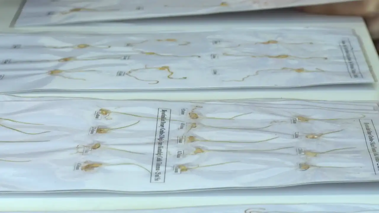 Bursalı Öğrenciler Kara Yosunundan Çevreci Gübre Üretti1