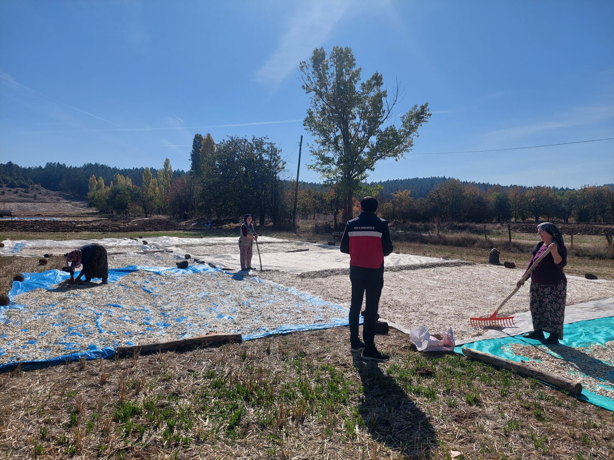 Çavdarhisar’da Çerezlik Kabak Kontrolleri Gerçekleştirildi