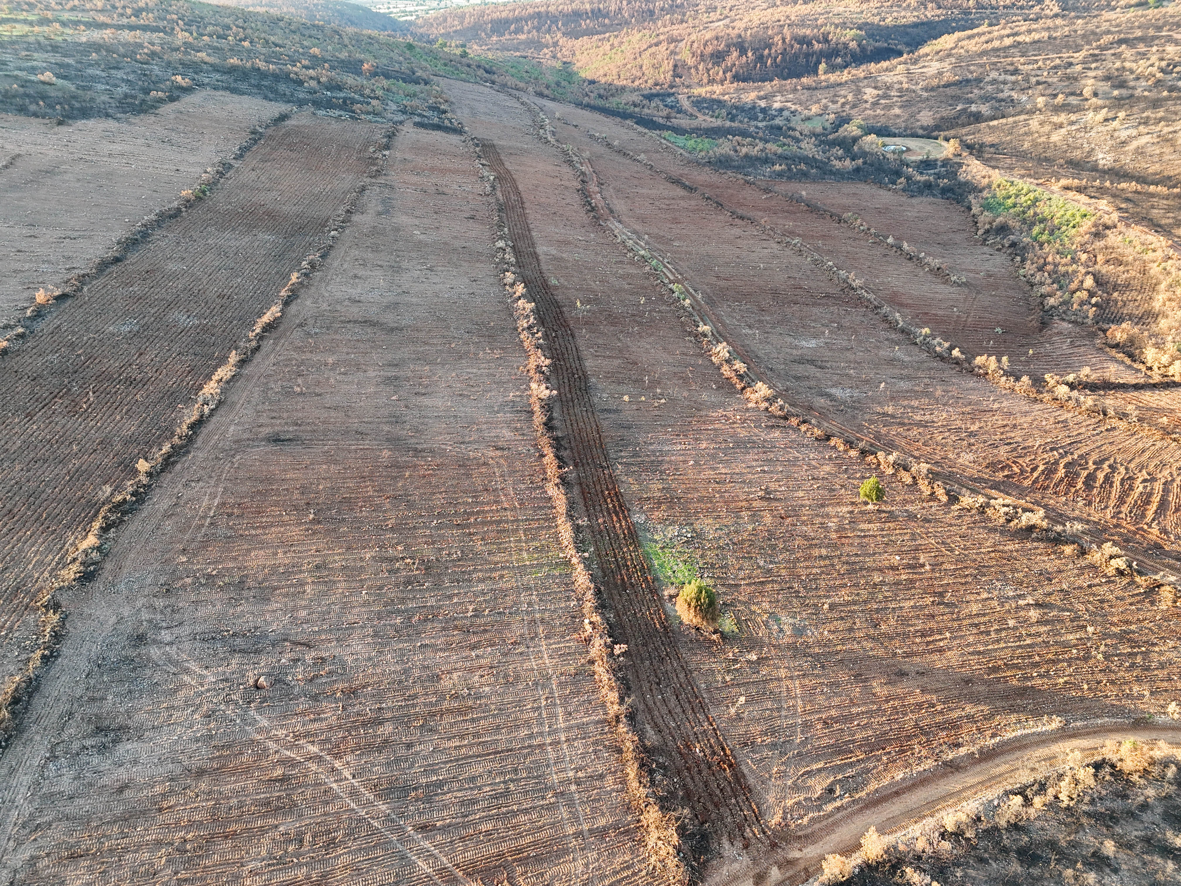 Denizli Ve Uşak'ta 20 Yılda 306 Milyon Fidan Toprakla Buluştu (2)