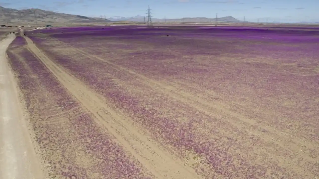 Dünyanın En Kurak Çölü Atacama, Çiçeklerle Kaplandı 1