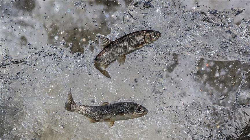 En Ters Balık Van Tezgahlarında Yoğun Ilgi Görüyor 2