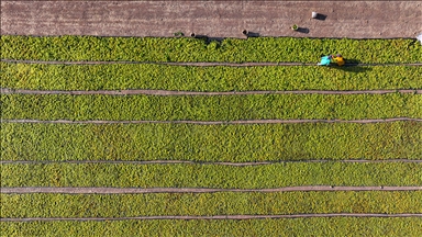 Eylülde Üreticilere 3,15 Milyar Lira Tarım Sigortası Ödemesi