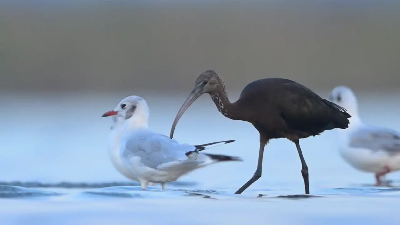 Göçmen Kuşlar Kocaçay Deltasına Renk Kattı1