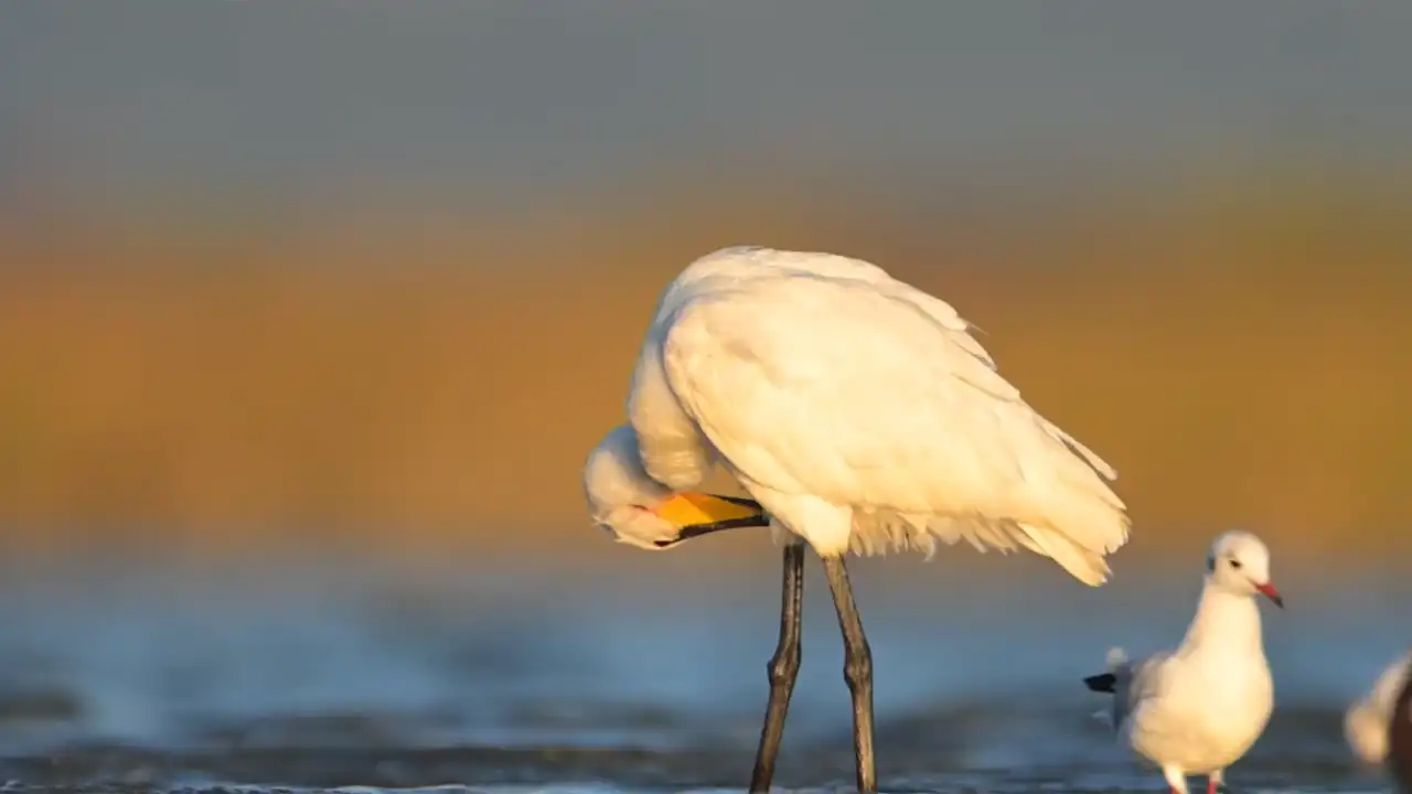 Göçmen Kuşlar Kocaçay Deltasına Renk Kattı2