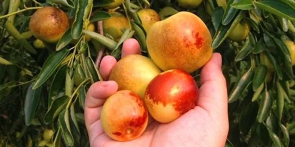 Hunnap Fidani Ile Ilgili Sik Sorulan Sorular 42665523 Sw1000Sh1000