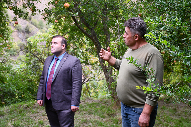 İnhisar’da Nar Üreticisi Zirai Dona Rağmen Verimini Korudu 1