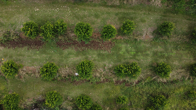 İnhisar’da Nar Üreticisi Zirai Dona Rağmen Verimini Korudu 2