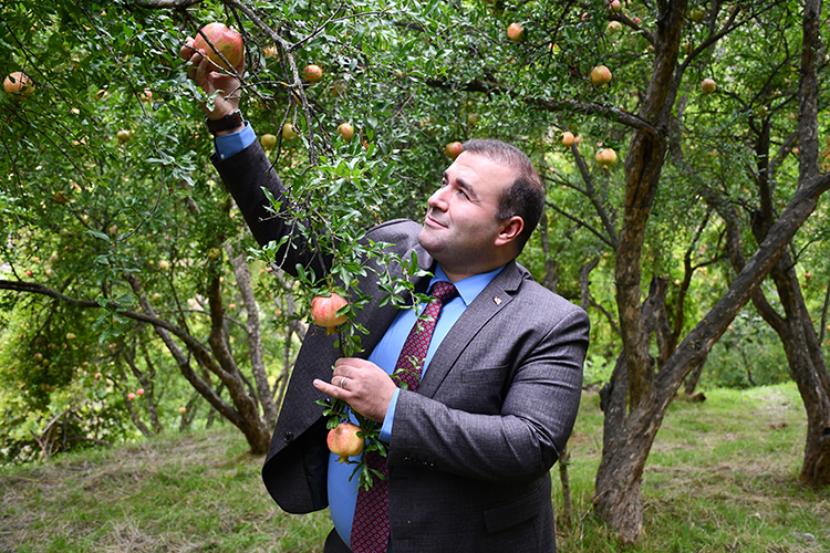İnhisar’da Nar Üreticisi Zirai Dona Rağmen Verimini Korudu 4