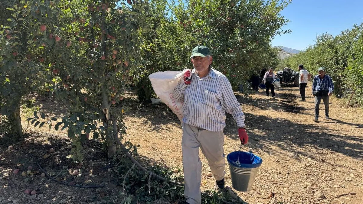Isparta’da Coğrafi Tescilli Elmalarda Hasat Dönemi Başladı1,