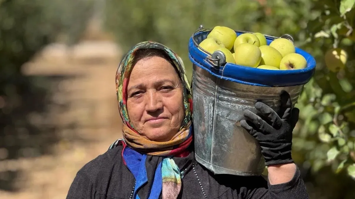 Isparta’da Coğrafi Tescilli Elmalarda Hasat Dönemi Başladı2