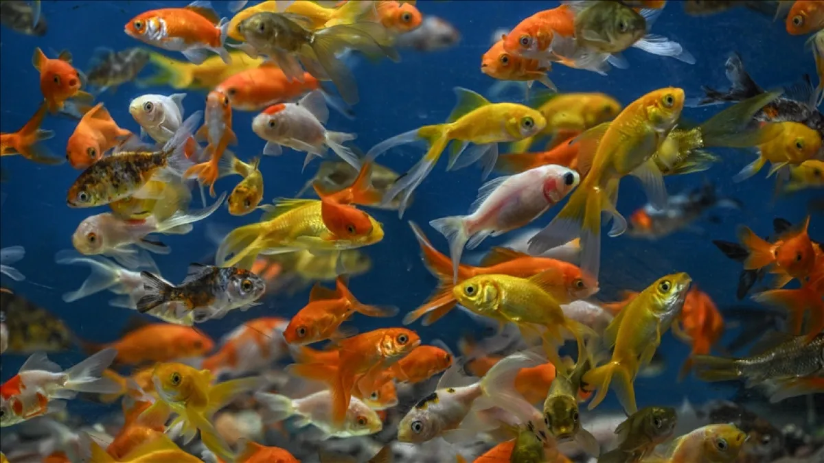 Japon Balığı Gübresi Topraksız Tarımda Verimi Artırıyor1