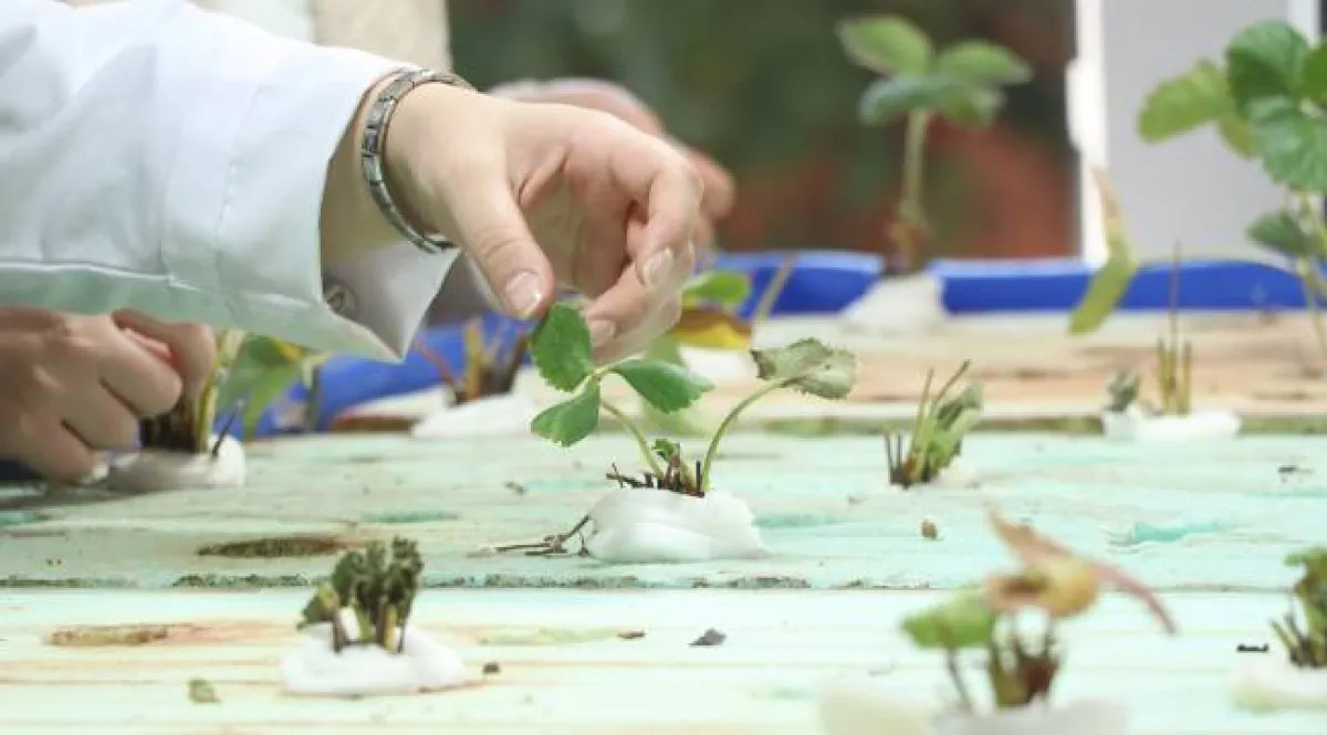 Japon Balığı Gübresi Topraksız Tarımda Verimi Artırıyor2