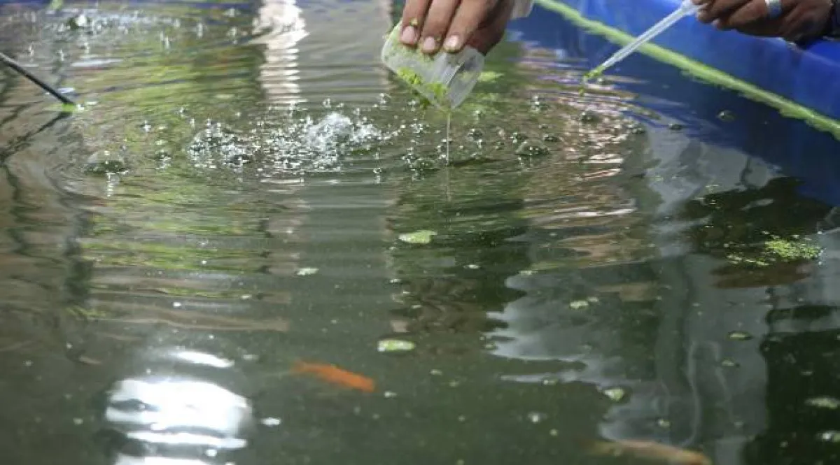 Japon Balığı Gübresi Topraksız Tarımda Verimi Artırıyor3