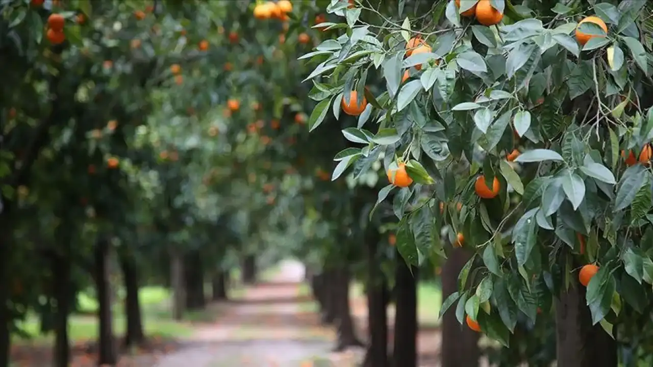 Kalp Dostu 7 Meyve Uzun Ömür Için Sofranızda Olsun 1