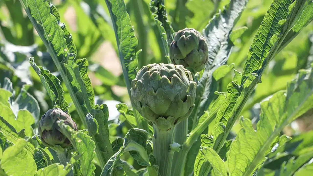 Kalp Sağlığından, Karaciğer Temizliğine Enginarın 7 Faydası 2