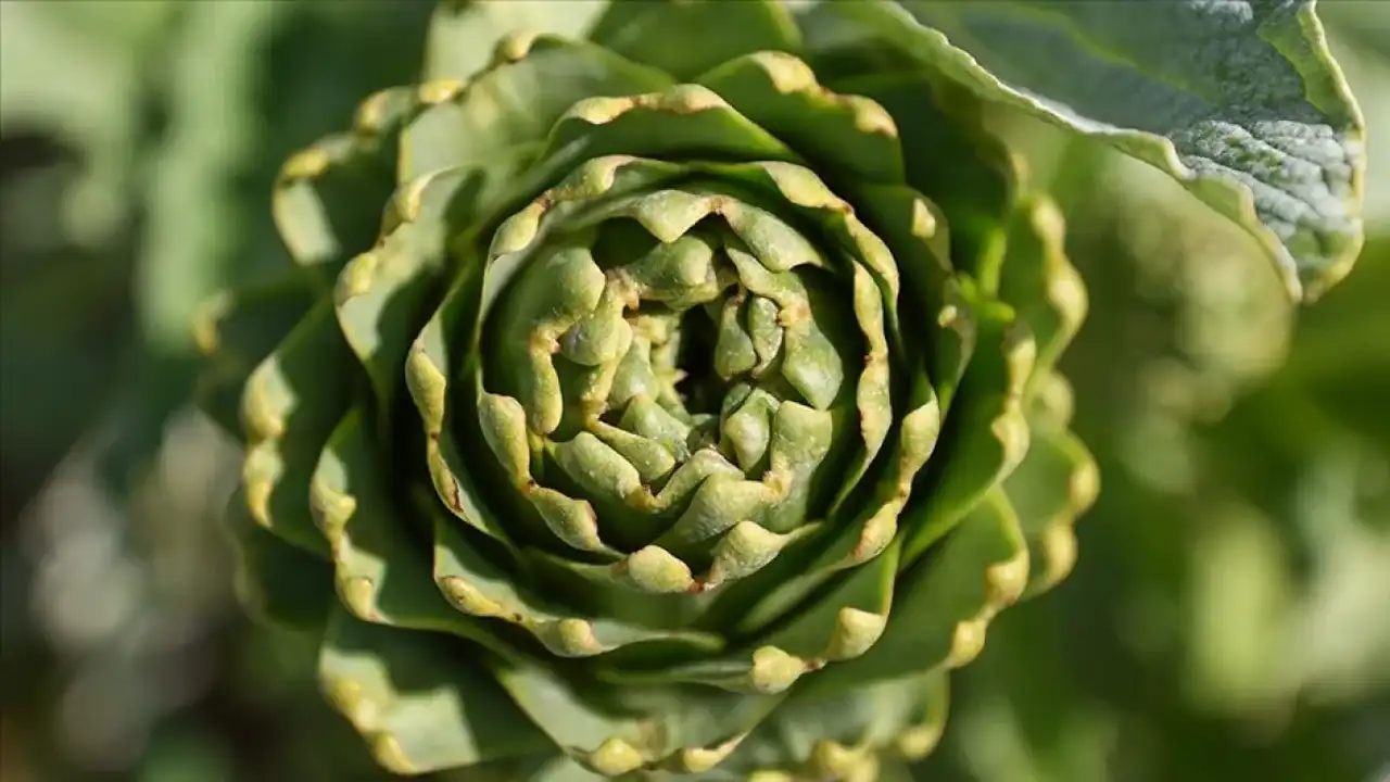 Kalp Sağlığından, Karaciğer Temizliğine Enginarın 7 Faydası