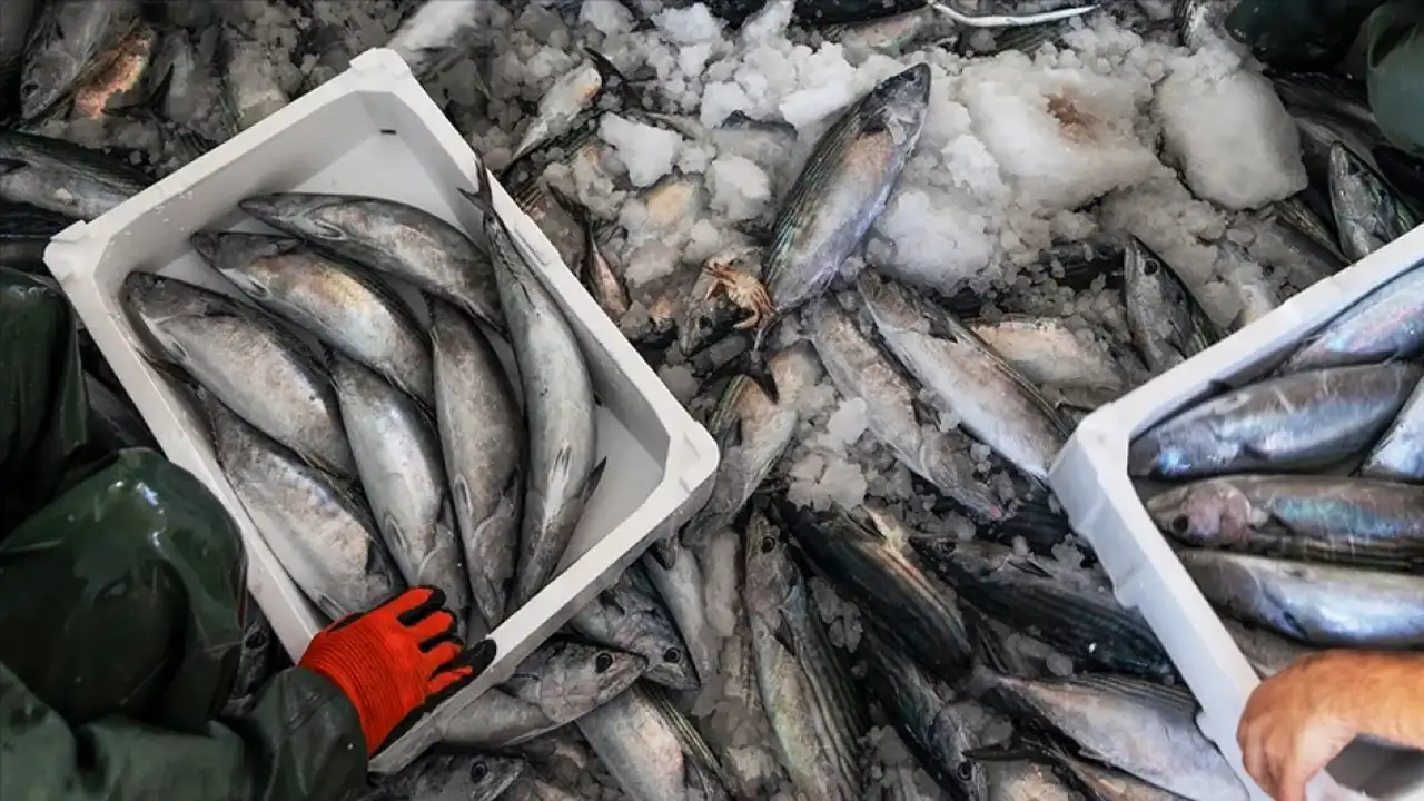 Kasımda Sağlıklı Bağışıklık Için Tüketilecek Balıklar 2