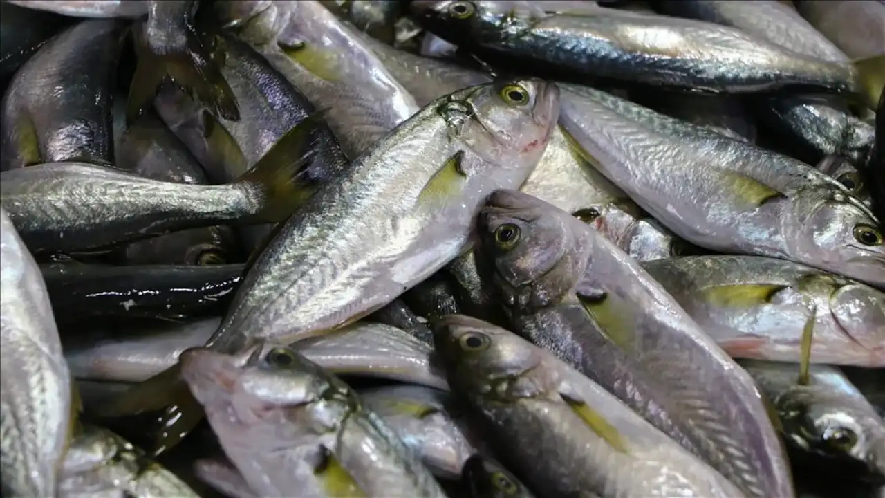 Kasımda Sağlıklı Bağışıklık Için Tüketilecek Balıklar 3