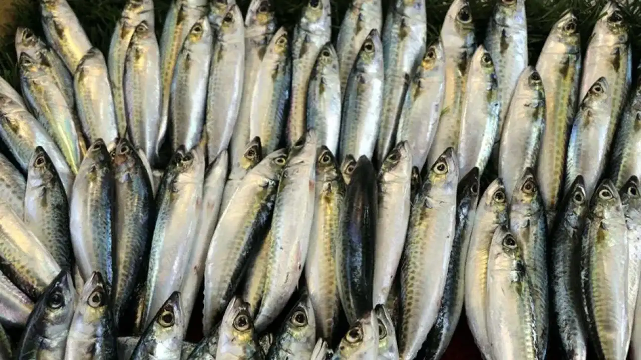 Kasımda Sağlıklı Bağışıklık Için Tüketilecek Balıklar 4