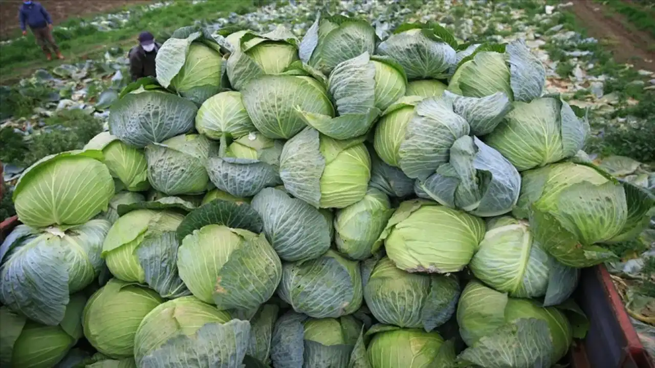 Kışın Bu 7 Sebzeyi Sofranızdan Eksik Etmeyin