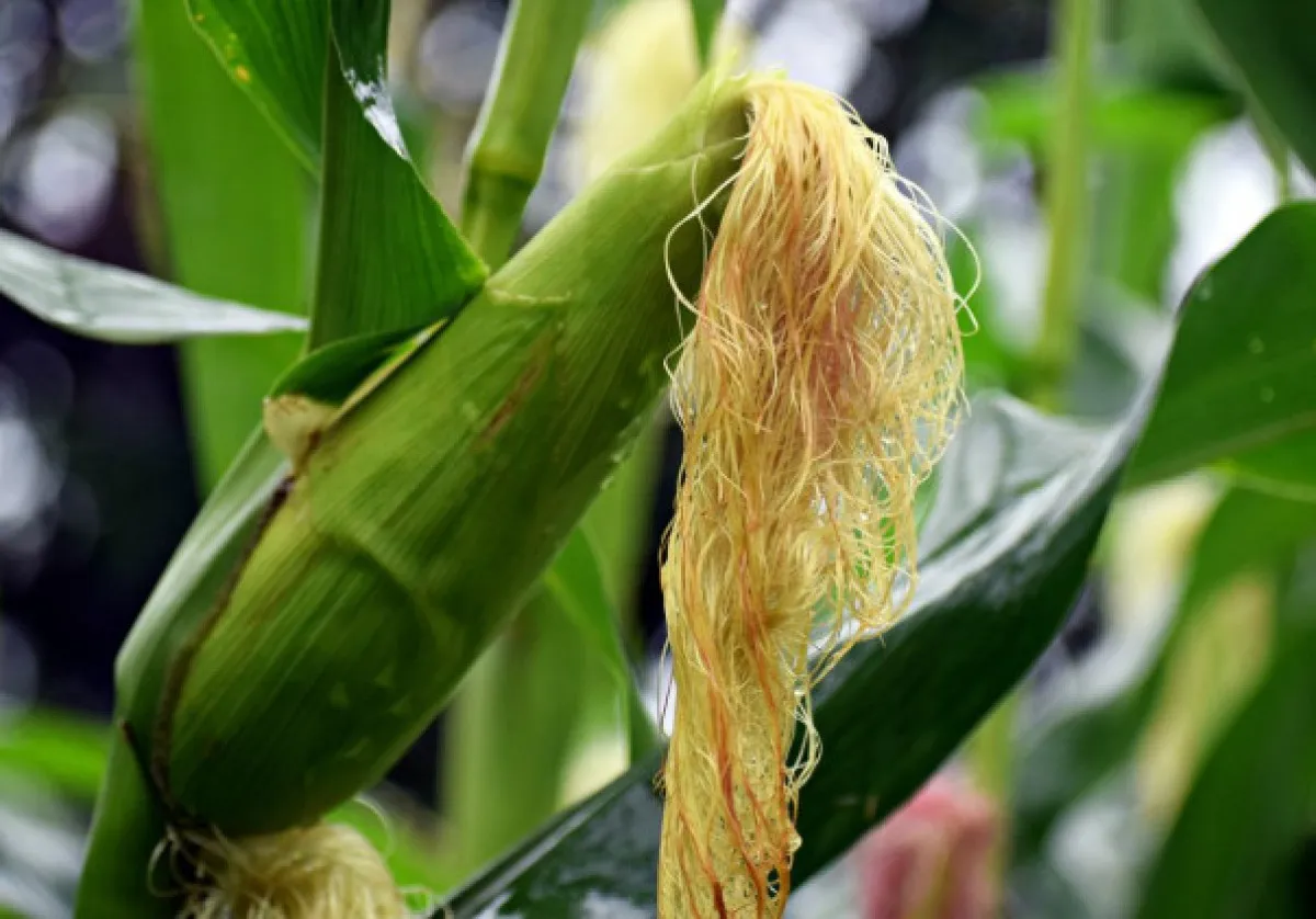 Kum Dökmeye Iyi Gelen Şifalı Bitkiler3