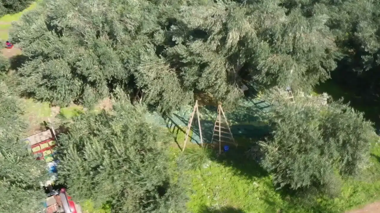 Manisa Akhisar’da Sofralık Zeytin Az Ama Kaliteli Üretildi