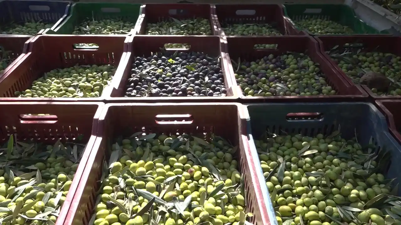 Manisa Akhisar’da Sofralık Zeytin Az Ama Kaliteli Üretildi2