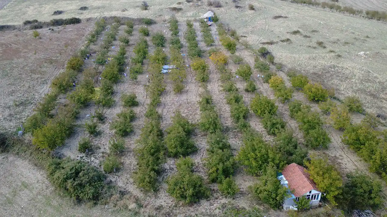Manisa’da Emekli Memur Köyünde Ceviz Üretimine Başladı