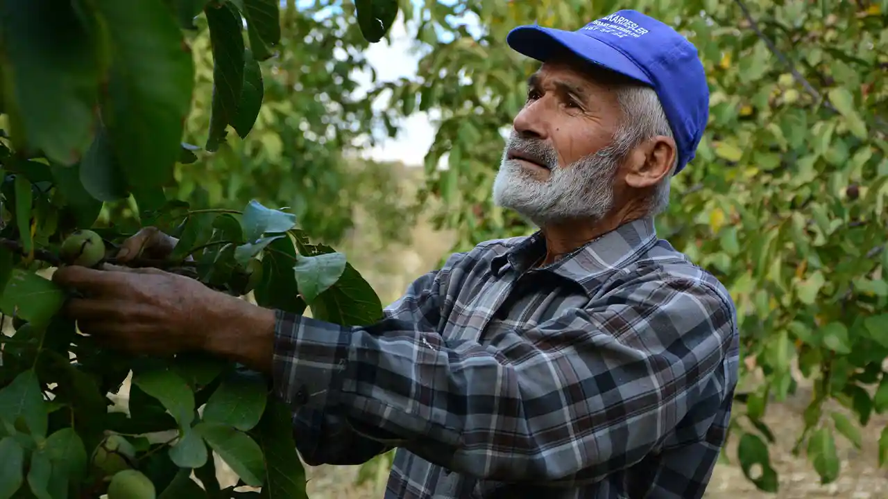 Manisa’da Emekli Memur Köyünde Ceviz Üretimine Başladı1