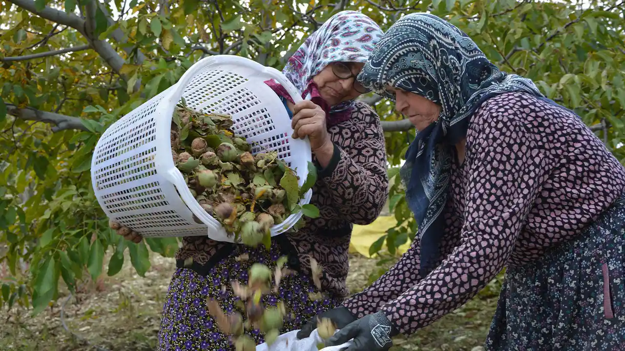 Manisa’da Emekli Memur Köyünde Ceviz Üretimine Başladı3