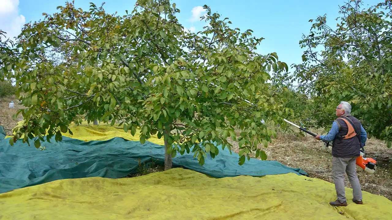 Manisa’da Emekli Memur Köyünde Ceviz Üretimine Başladı5