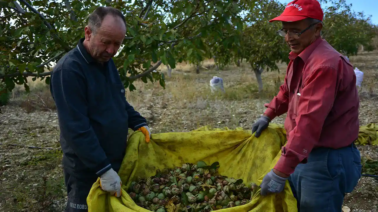 Manisa’da Emekli Memur Köyünde Ceviz Üretimine Başladı6