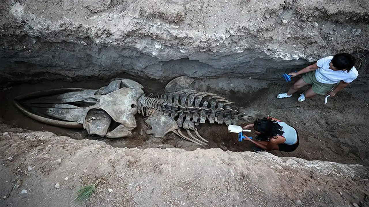 Mersin’de Fin Balinası Iskeleti Bilim Için Çıkarılıyor-1