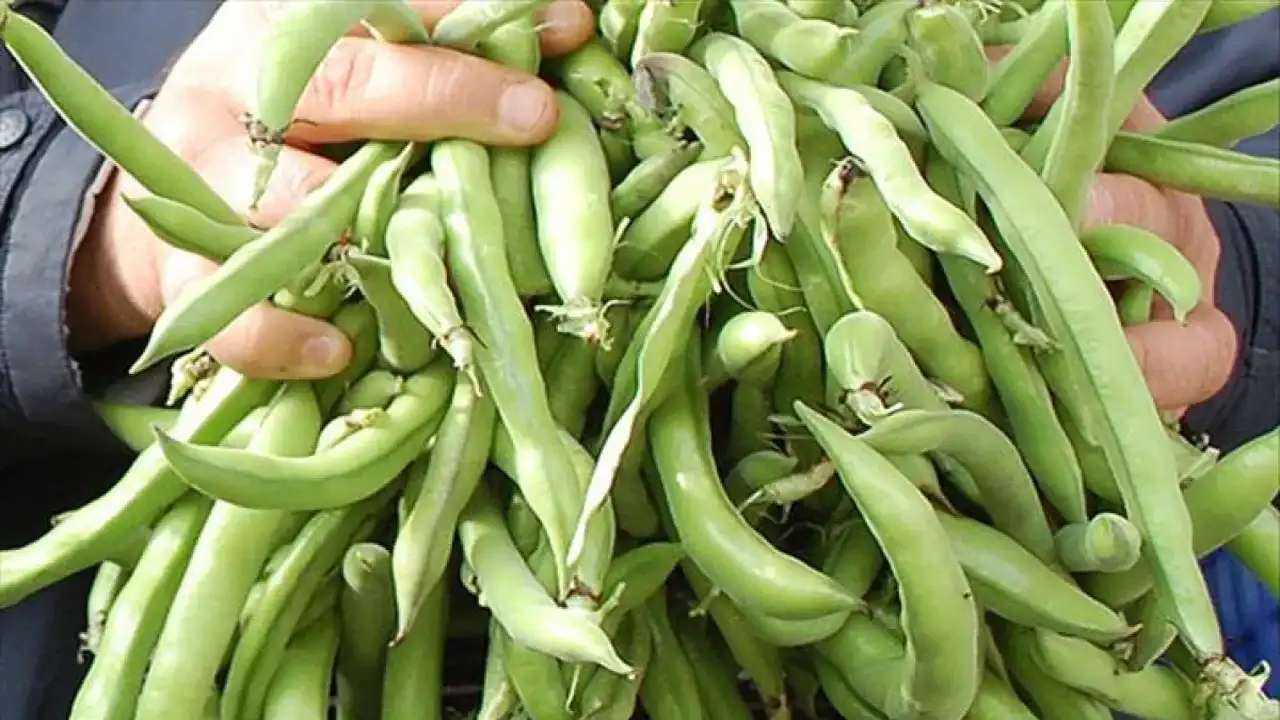 Migreni Tetikleyen Gıdalar Bu 8 Besine Dikkat Edin 1