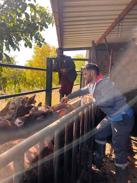 Pazarlar’da Ithal Hayvanlarda Aşılama Ve Kan Alımı Yapıldı 1