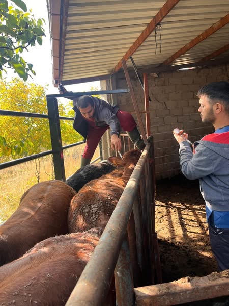 Pazarlar’da Ithal Hayvanlarda Aşılama Ve Kan Alımı Yapıldı